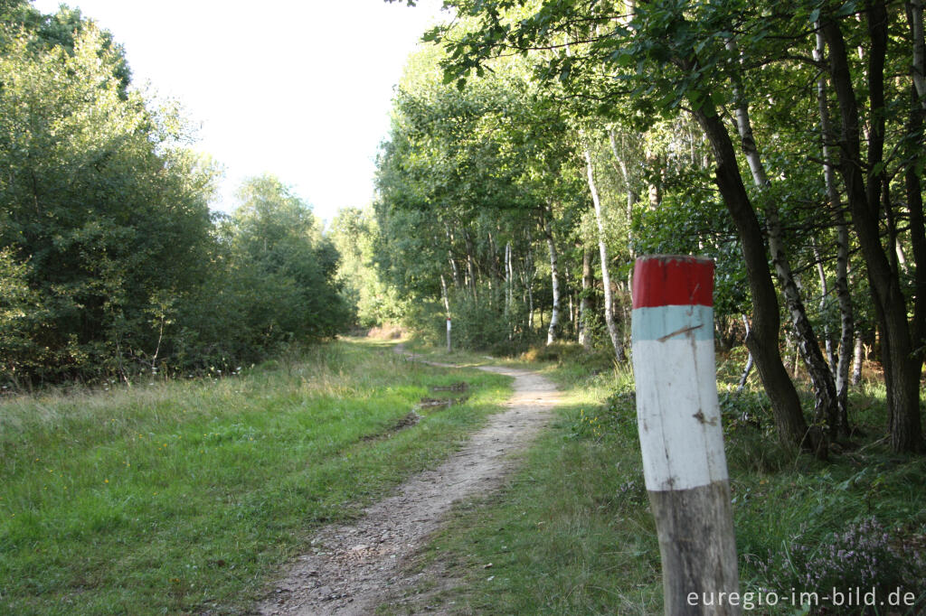 Detailansicht von Im Waldgürtel der Drover Heide