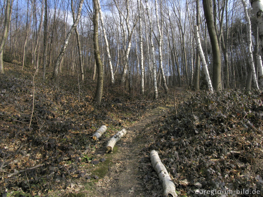 Detailansicht von Im Wurmtal bei der Wolfsfurth, Würselen