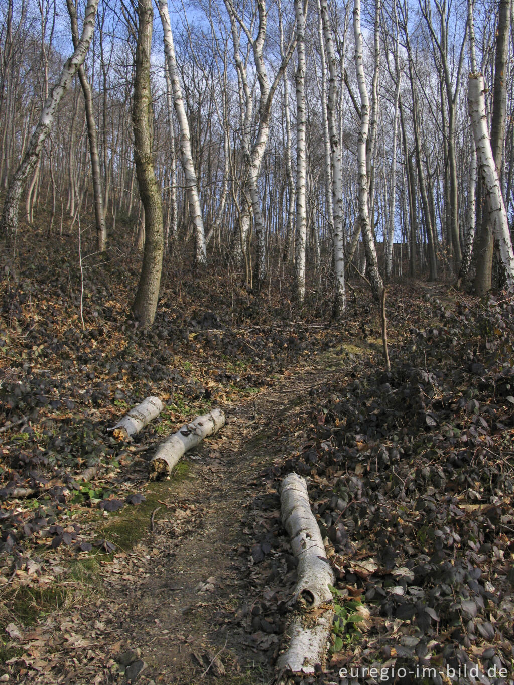 Detailansicht von Im Wurmtal bei der Wolfsfurth, Würselen