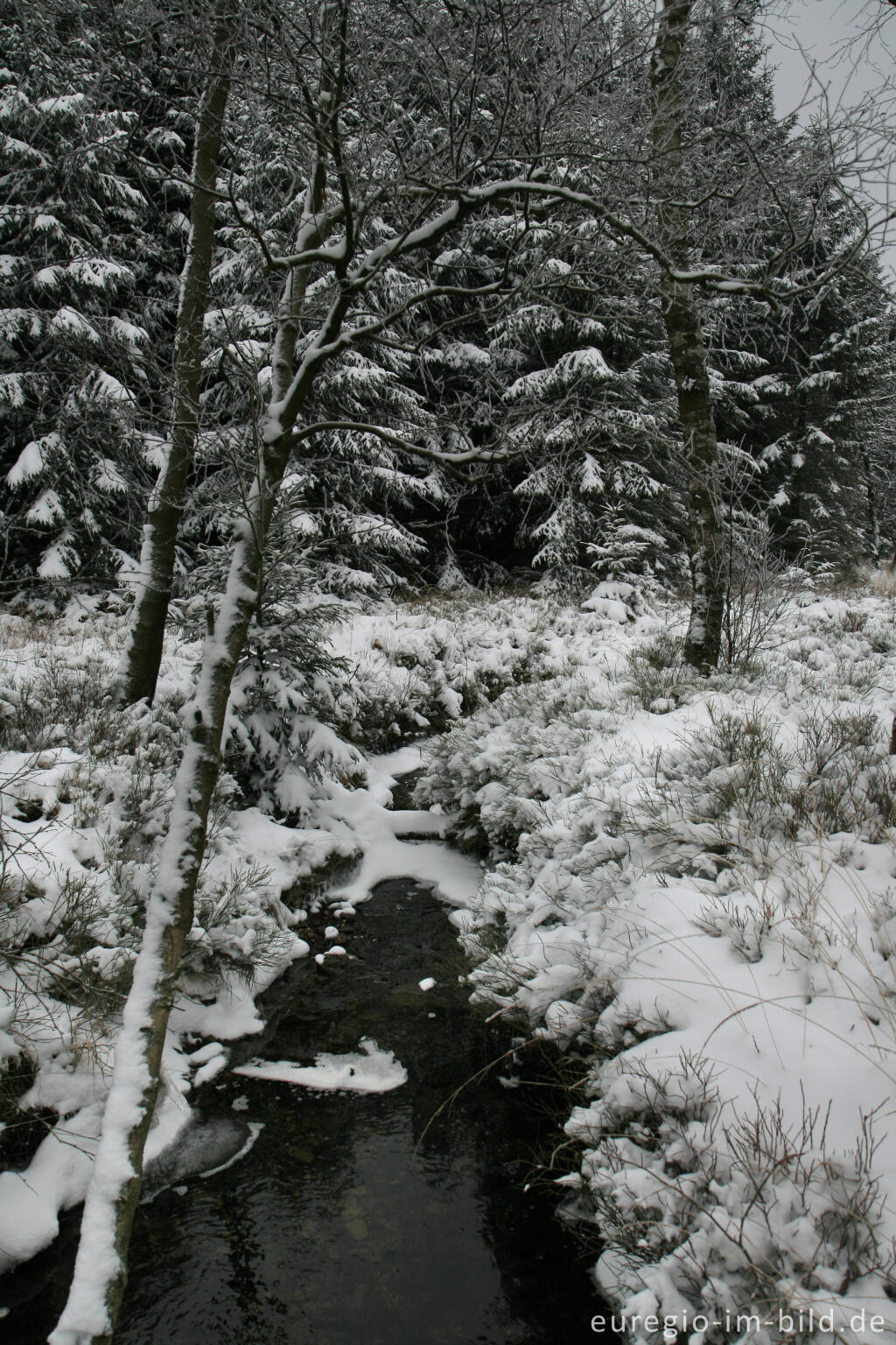 Detailansicht von Imgenbroicher Venn im Winter