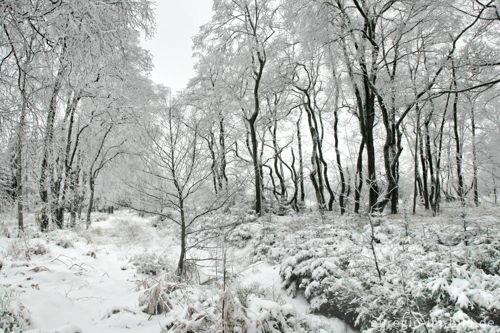 Detailansicht von Imgenbroicher Venn im Winter