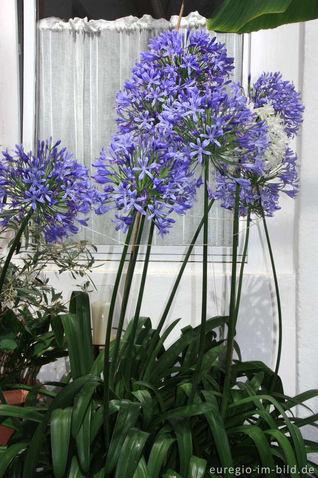 Detailansicht von Immergrüner Agapantus in einem Wintergarten