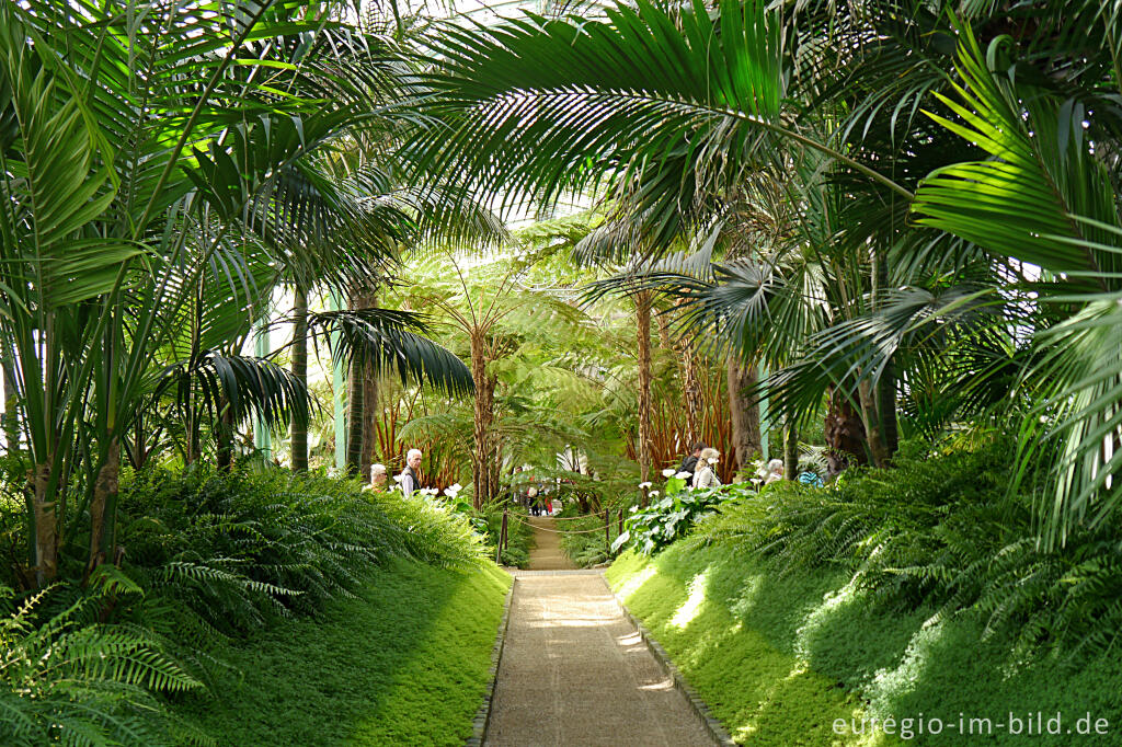 In den Königlichen Gewächshäusern von Laken (Laeken)