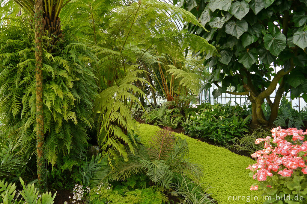 In den Königlichen Gewächshäusern von Laken (Laeken)