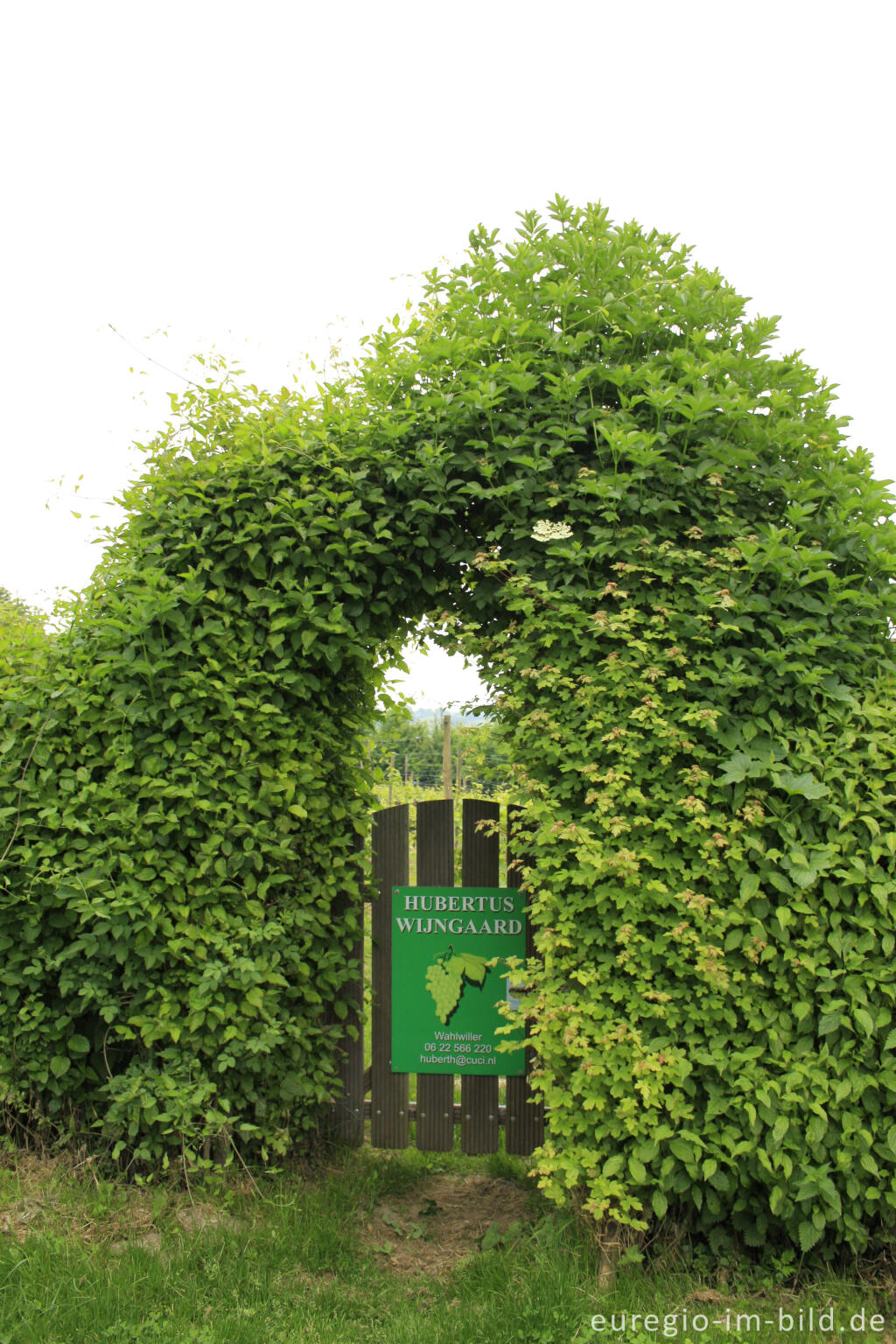 Detailansicht von In den Weinbergen von Wahlwiller