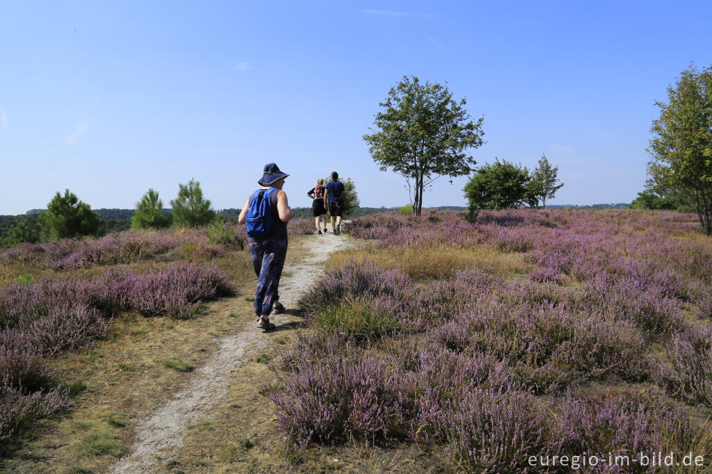 Detailansicht von In der Brunssumerheide