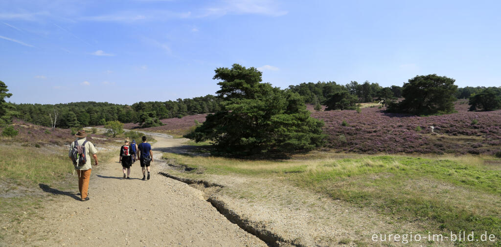 In der Brunssumerheide