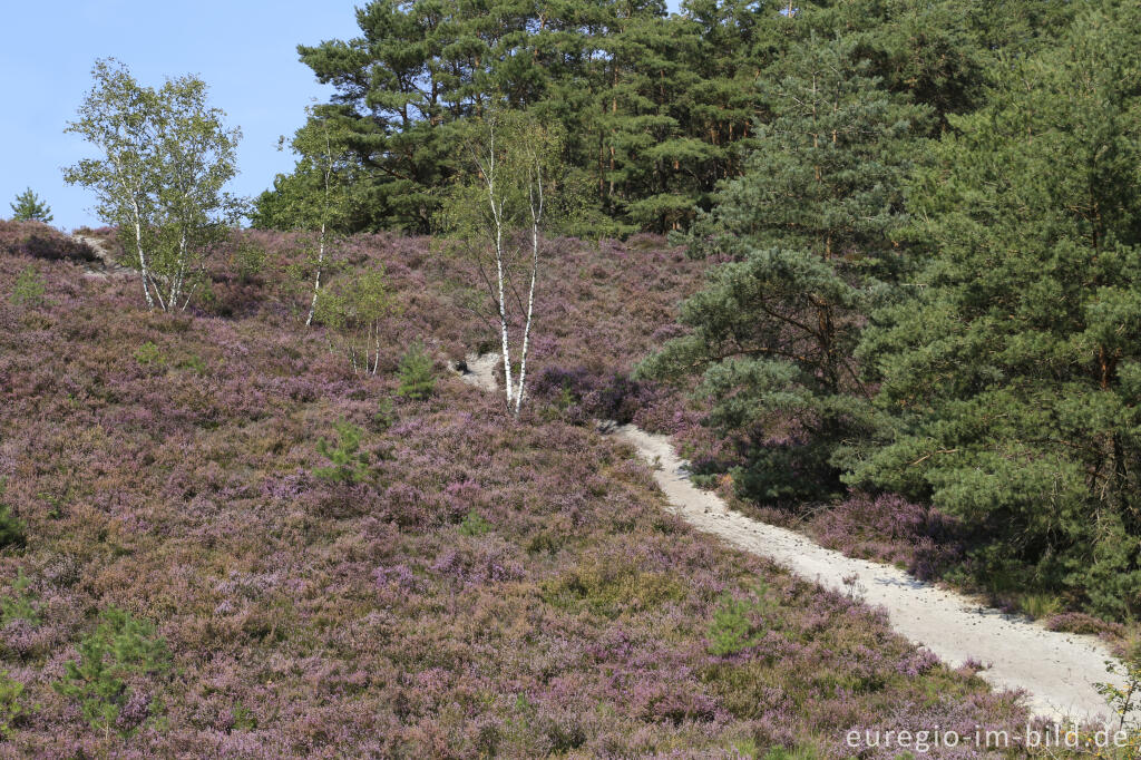 Detailansicht von In der Brunssumerheide