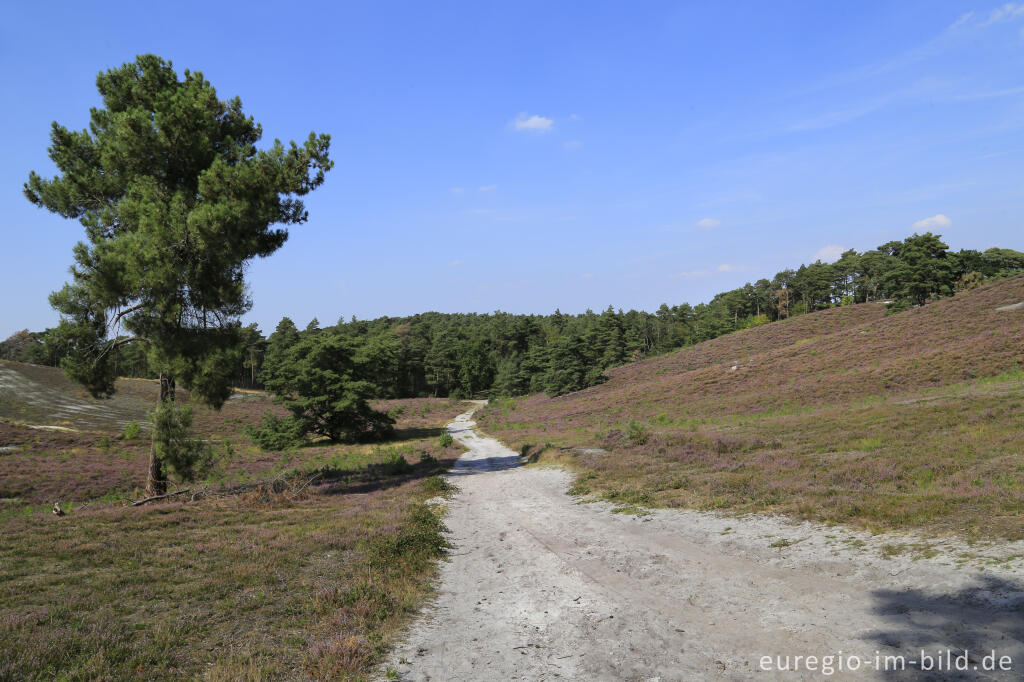 Detailansicht von In der Brunssumerheide