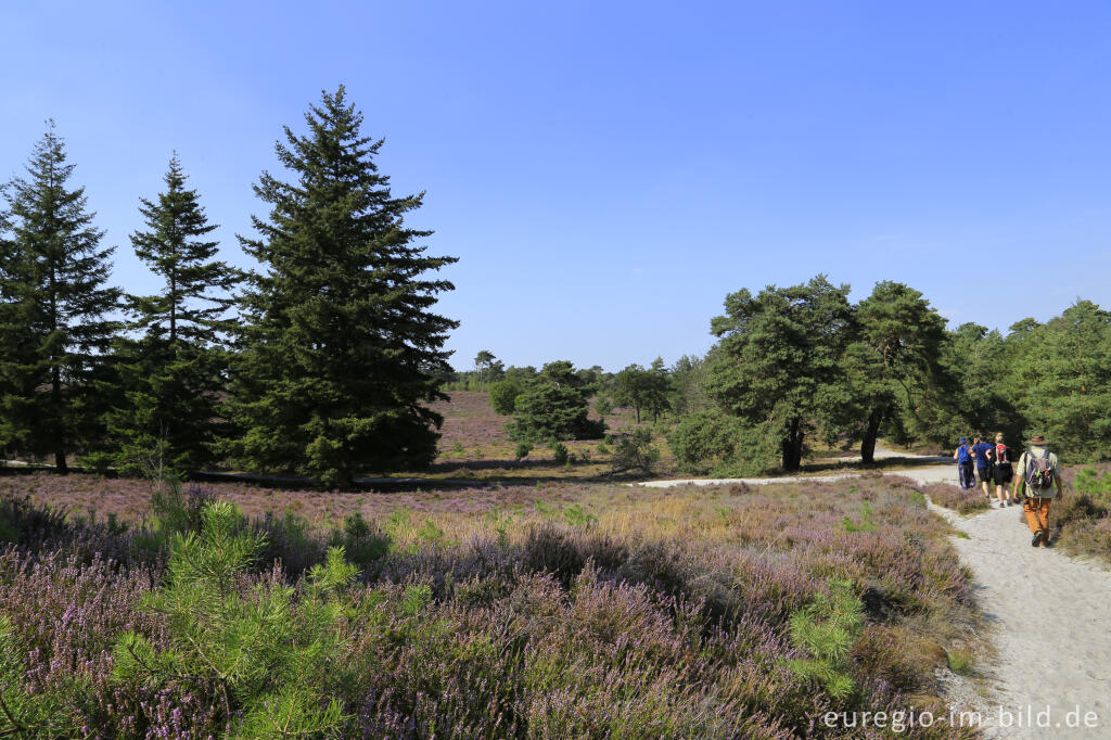 Detailansicht von In der Brunssumerheide