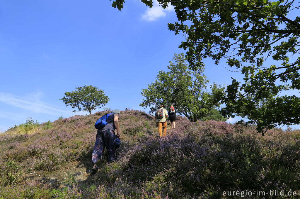 In der Brunssumerheide