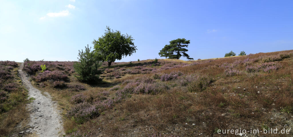 Detailansicht von In der Brunssumerheide