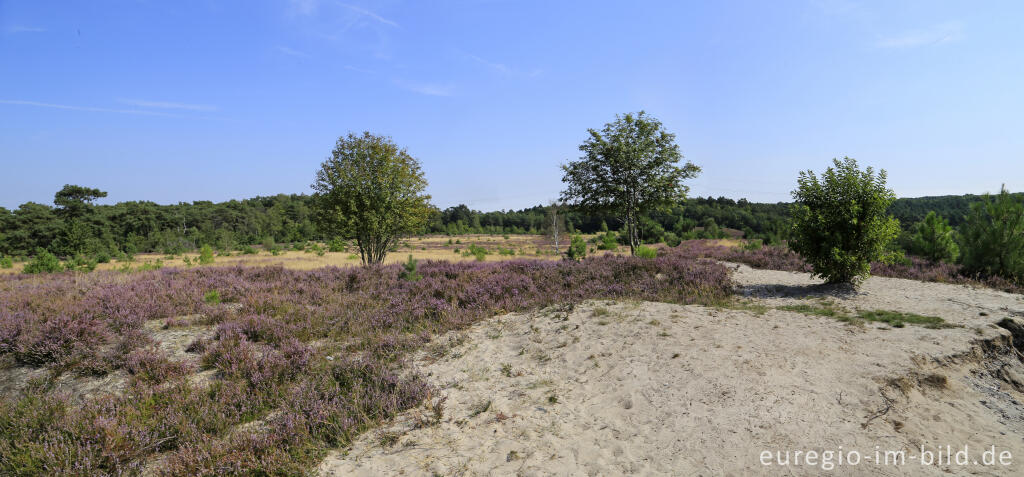 Detailansicht von In der Brunssumerheide