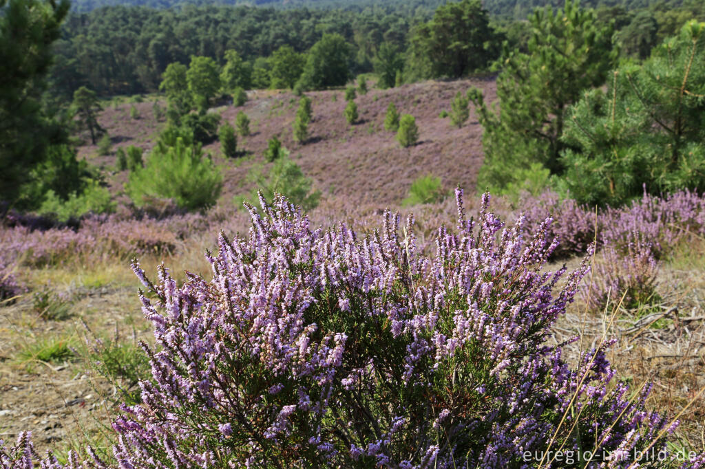 Detailansicht von In der Brunssumerheide