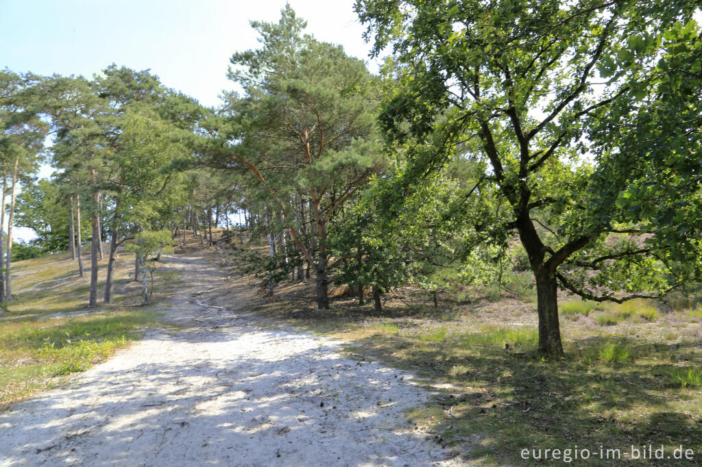 Detailansicht von In der Brunssumerheide