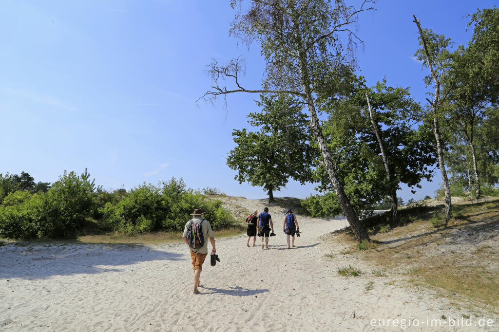 Detailansicht von In der Brunssumerheide