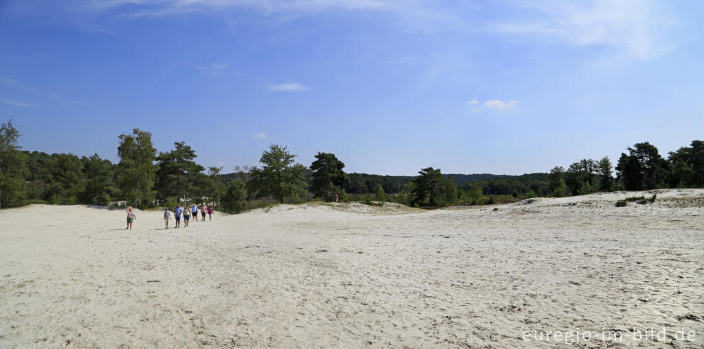 Detailansicht von In der Brunssumerheide