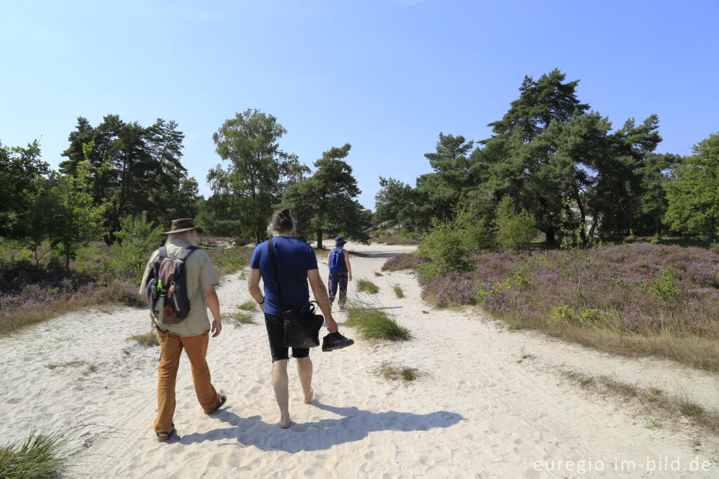 Detailansicht von In der Brunssumerheide