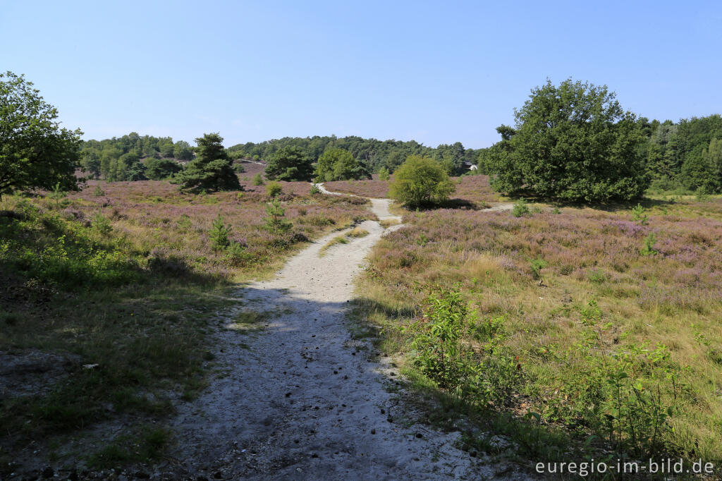 Detailansicht von In der Brunssumerheide