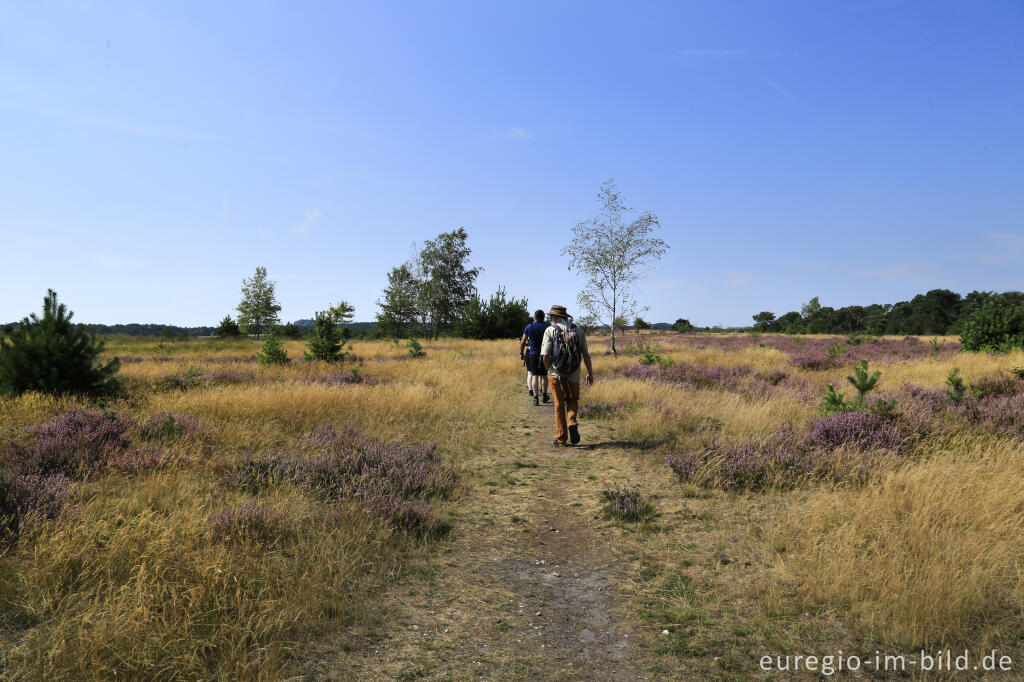 Detailansicht von In der Brunssumerheide