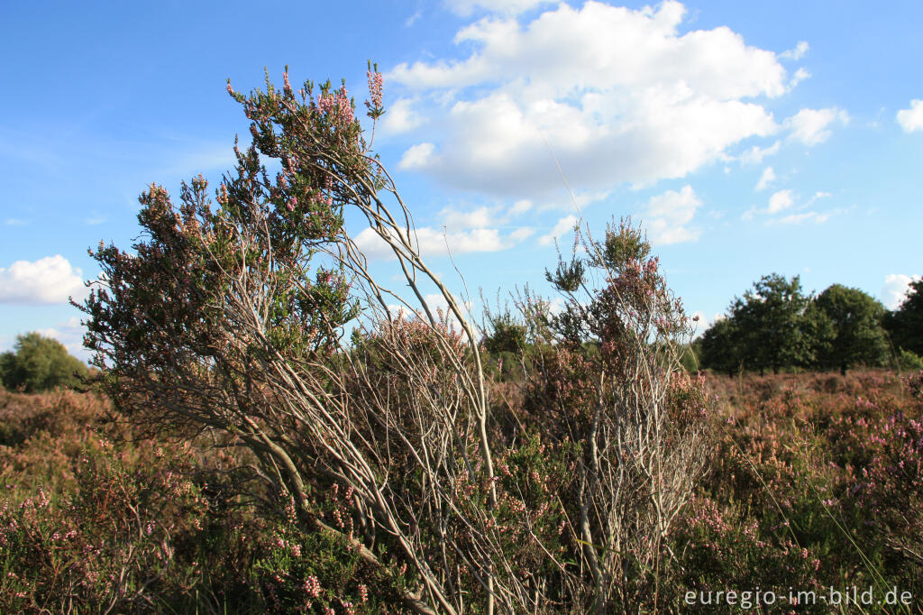 Detailansicht von In der Drover Heide