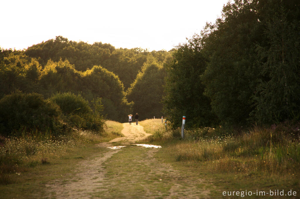 Detailansicht von In der Drover Heide