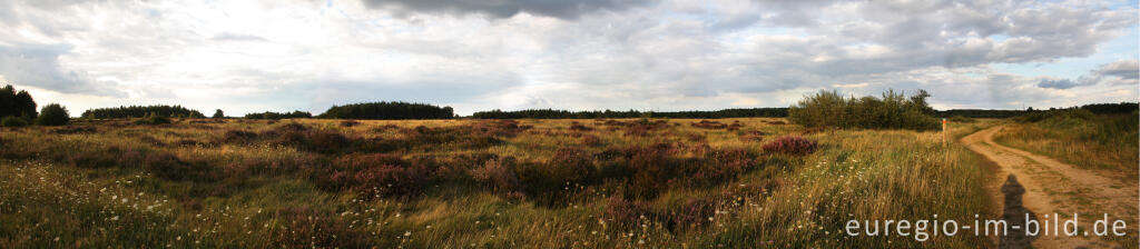 Detailansicht von In der Drover Heide