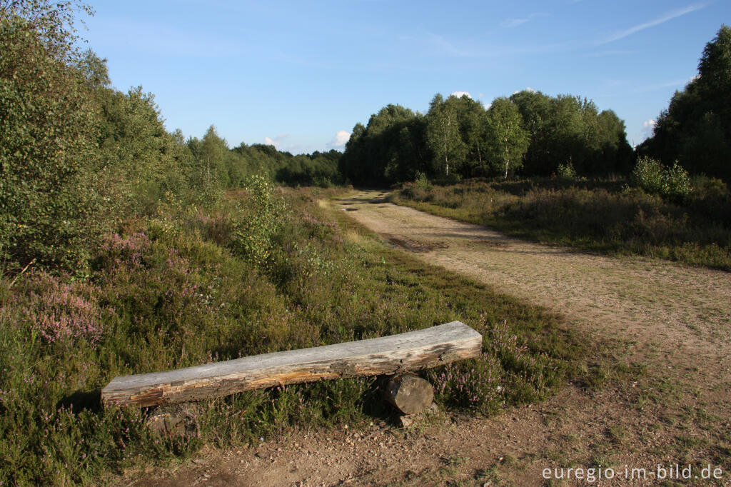 Detailansicht von In der Drover Heide