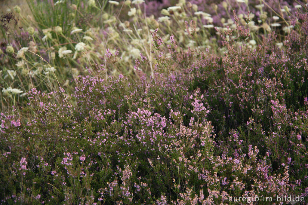 Detailansicht von In der Drover Heide