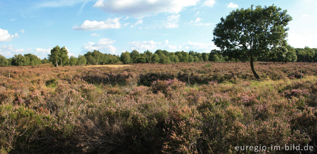 Detailansicht von In der Drover Heide