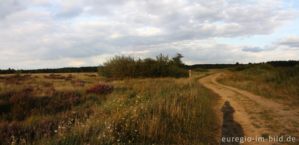 Detailansicht von In der Drover Heide