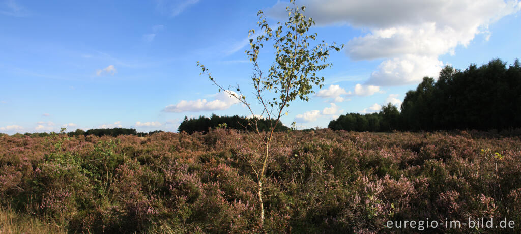 Detailansicht von In der Drover Heide