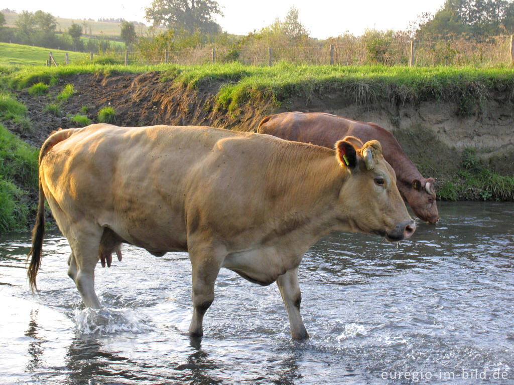 Detailansicht von In der Geul badende Kühe zwischen Cottessen und Epen