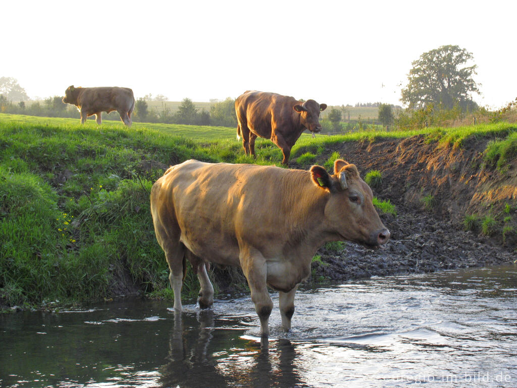 Detailansicht von In der Geul badende Kuh bei Epen