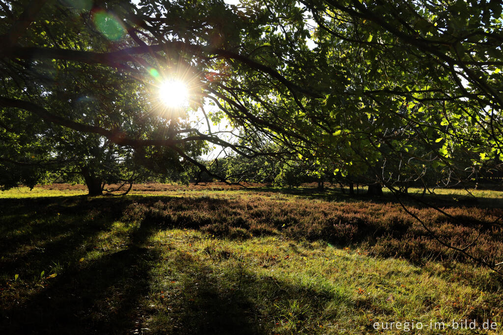 Detailansicht von In der Schavener Heide