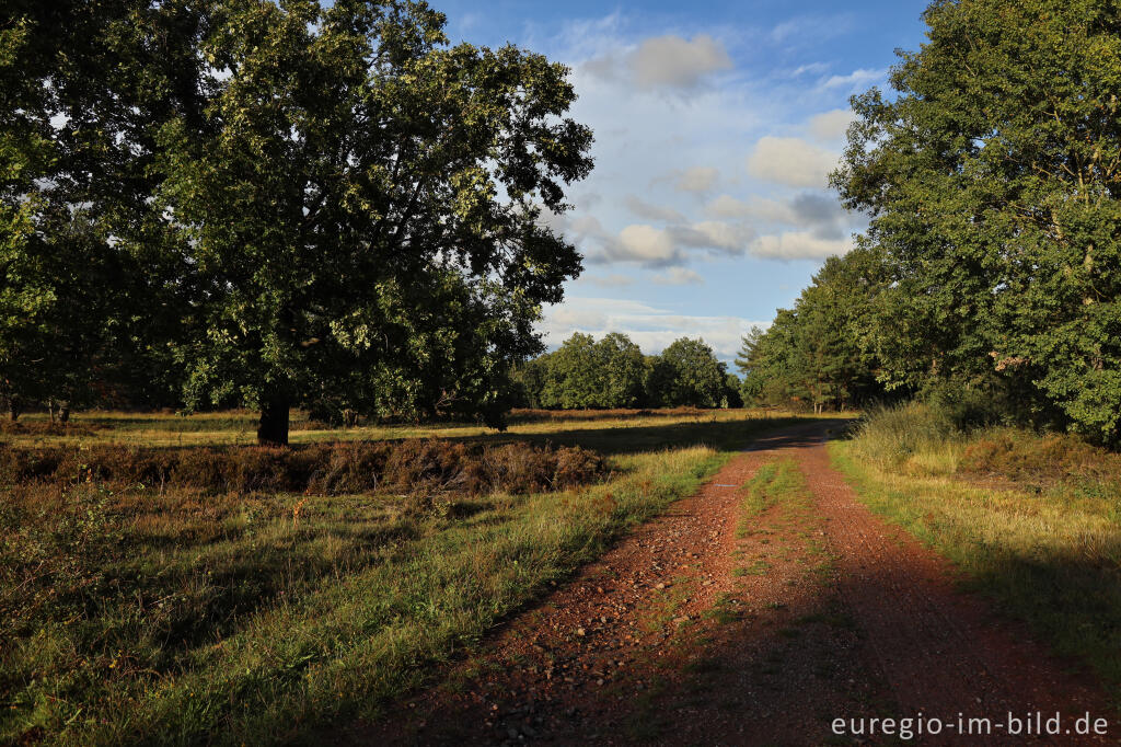 Detailansicht von In der Schavener Heide