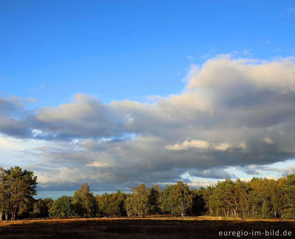 Detailansicht von In der Schavener Heide