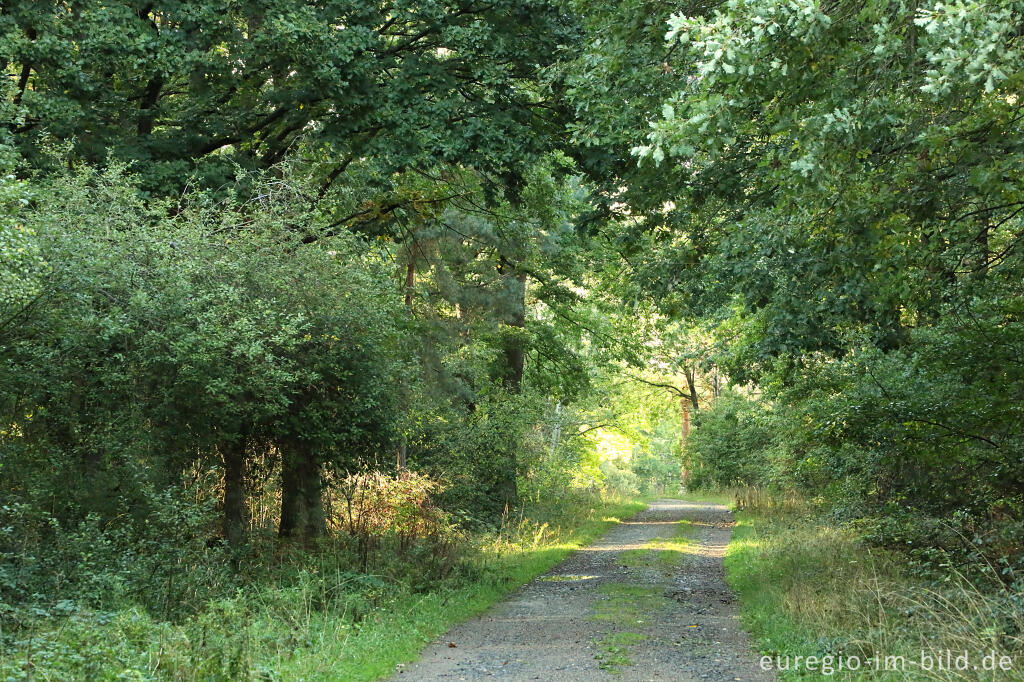 Detailansicht von In der Schavener Heide