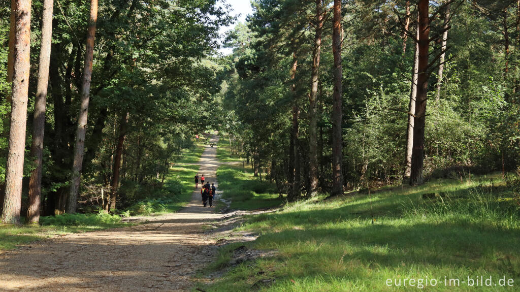 Detailansicht von In der Teverener Heide