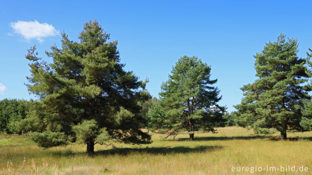 Detailansicht von In der Teverener Heide