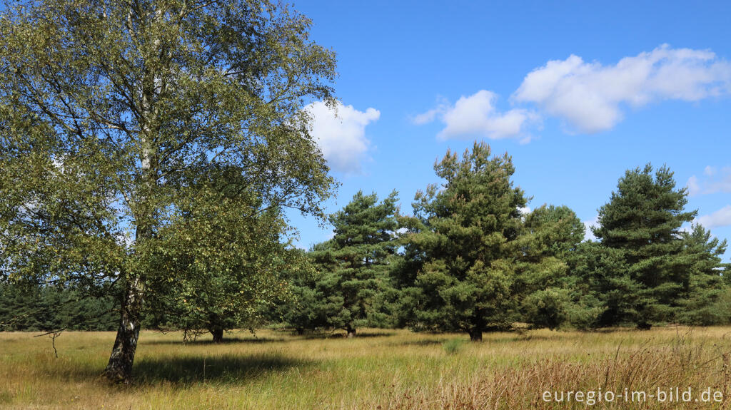 Detailansicht von In der Teverener Heide