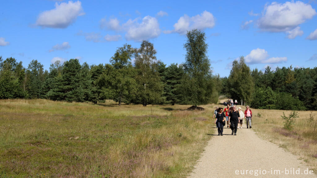 Detailansicht von In der Teverener Heide