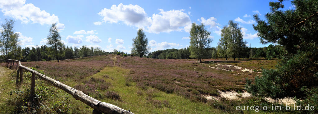 Detailansicht von In der Teverener Heide