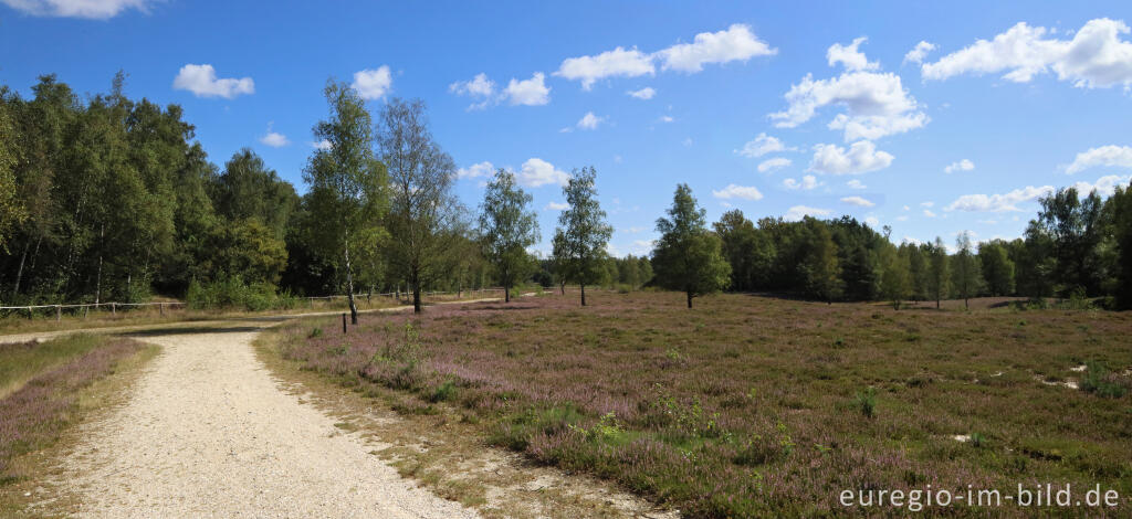 Detailansicht von In der Teverener Heide