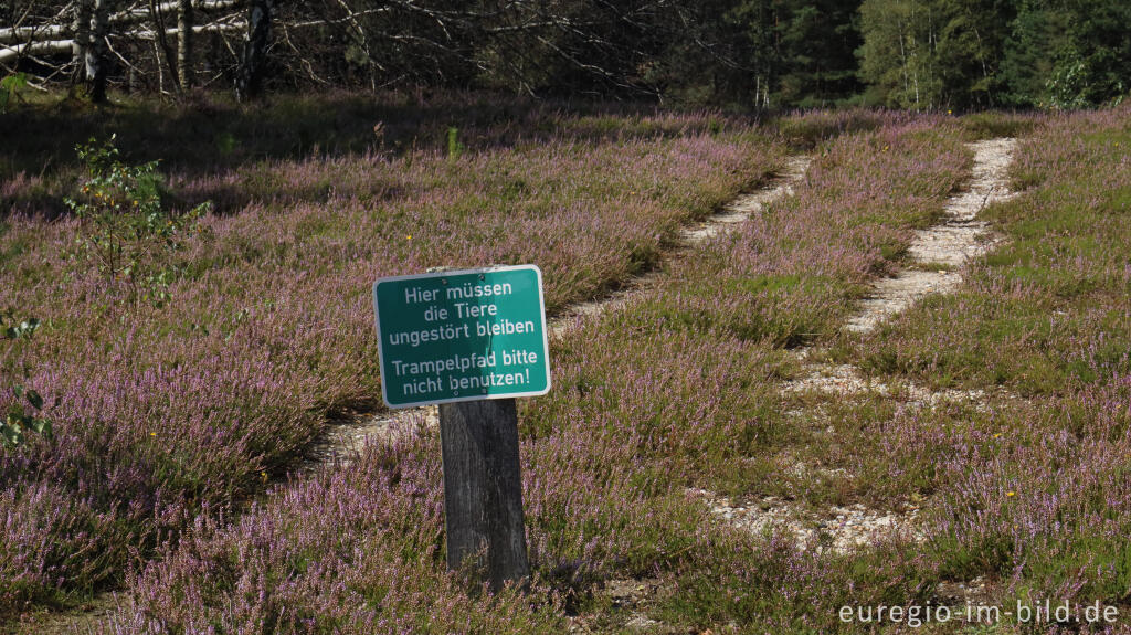 Detailansicht von In der Teverener Heide