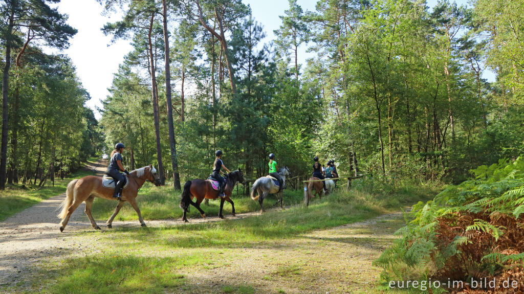 Detailansicht von In der Teverener Heide