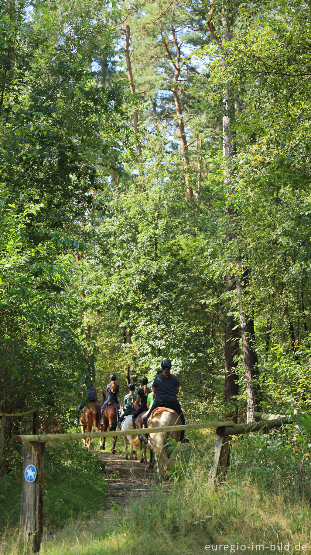 Detailansicht von In der Teverener Heide