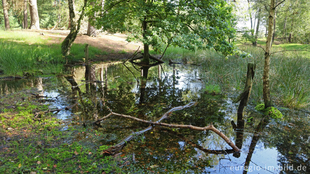 Detailansicht von In der Teverener Heide