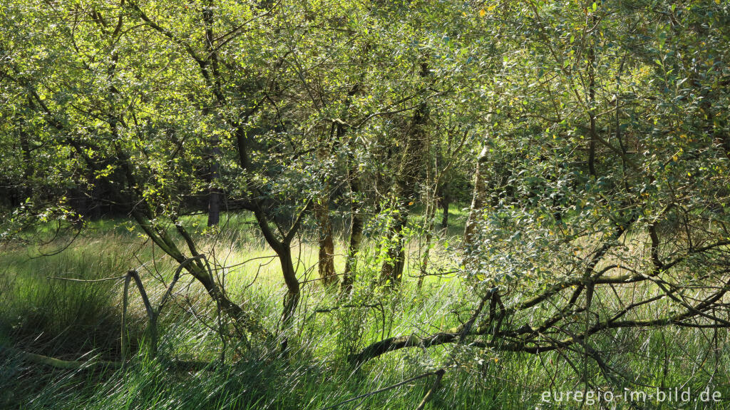 Detailansicht von In der Teverener Heide