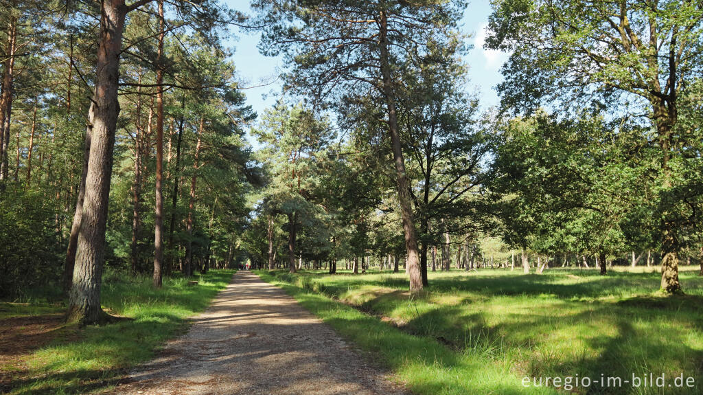 Detailansicht von In der Teverener Heide